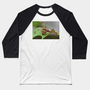 Curved lined Owlet caterpillar 2 Baseball T-Shirt